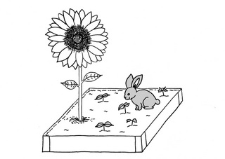 Beuatiful sunflower in garden bed with rabbit eating seedlings